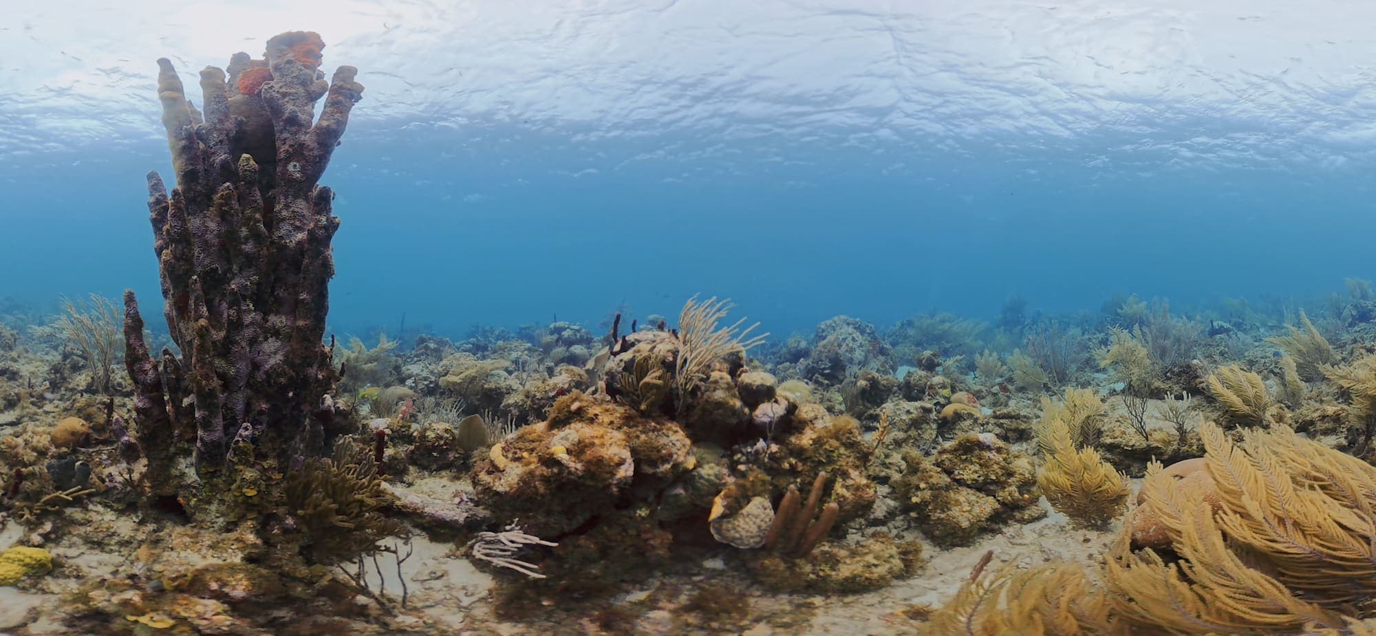 Reef still from Presence